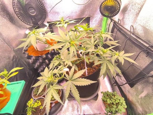 Mimosa Orange Punch Project