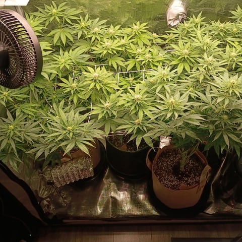 TentPlantLightFan — flower, day 93