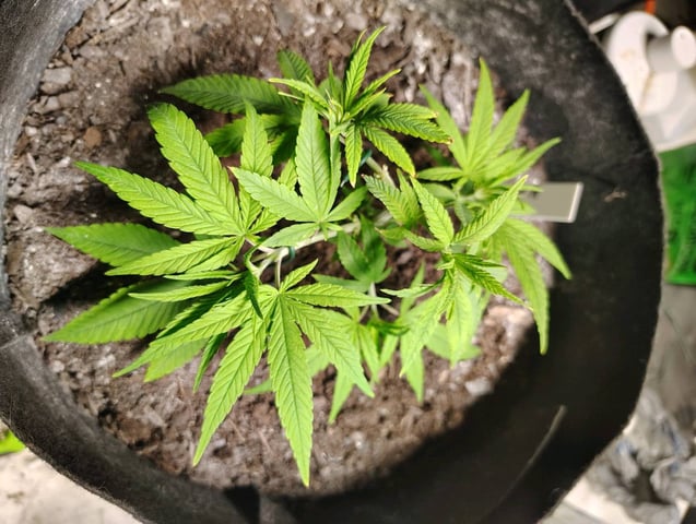 Hindu Kush — vegetative, day 46