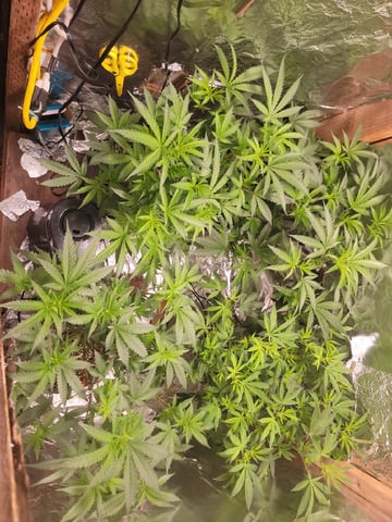 Ghetto Growing — flower, day 40