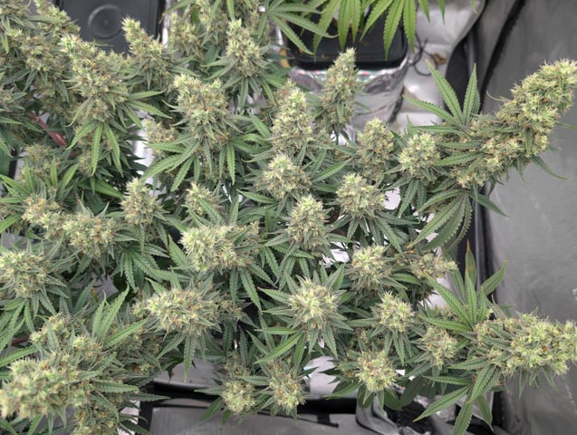 Black African Magic — flower, day 114