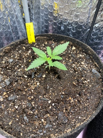 Widows Mimosa(auto) F2 progeny — seedling_rooting, day 17