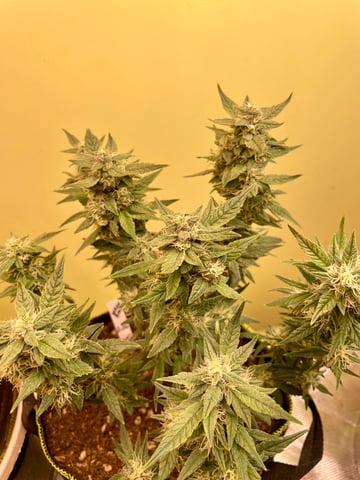 Autos and sour diesel! — flower, day 100