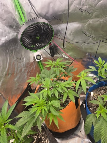 MOTHER ROOM — vegetative, day 33