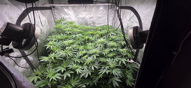 Maple Nectar  — flower, day 56
