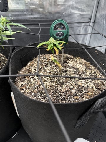 Gorilla Cookies — 1st Grow — flower, day 49
