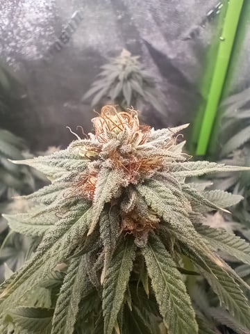 All Aboard!!! — flower, day 118