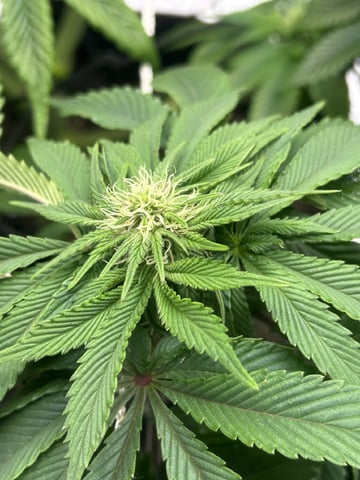 2025-26 harvest INDOOR — flower, day 106