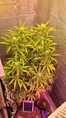 Third Grow ever, FastBuds Autos. — flower, day 32