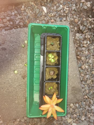 Ghetto Growing — germination, day 4