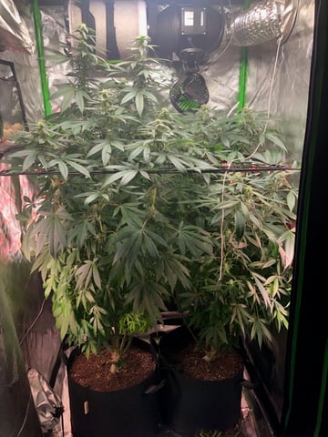 NUMERO UNO — flower, day 1