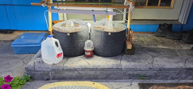 Let's just leave these right here! — germination, day 11