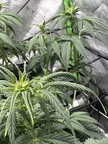 Pine (Auto) 2025 - 0 — flower, day 49