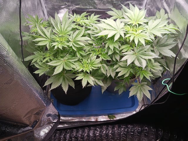 9lbhammer feminized  — flower, day 35