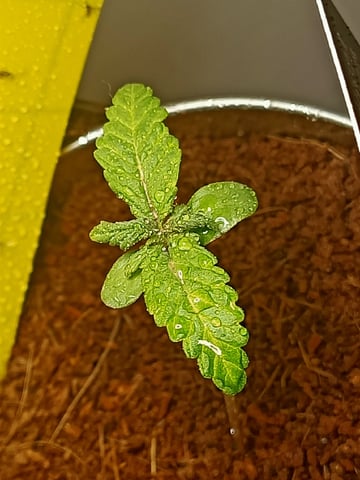 Jeanne — germination, day 13