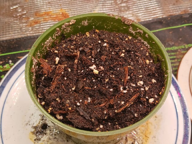 9lbhammer feminized  — seedling_rooting, day 2