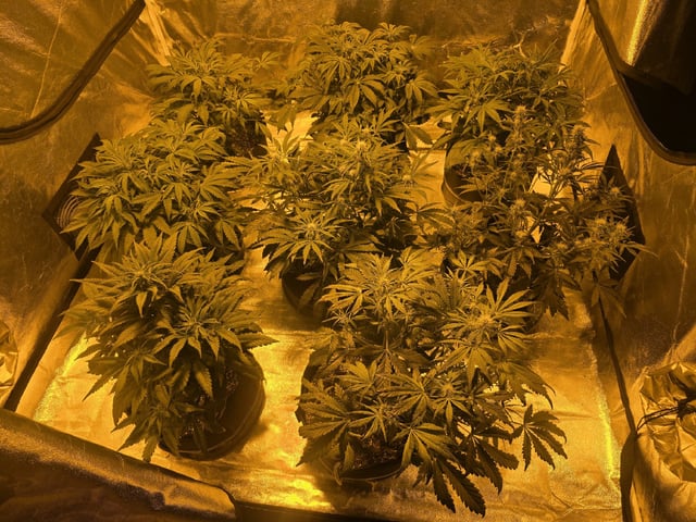 Autos AGAIN — flower, day 45