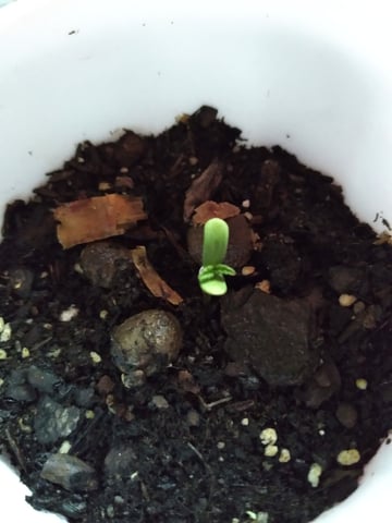 first grow — seedling_rooting, day 4