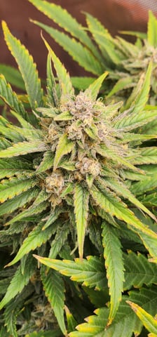 FastBuds Trainwreck Auto — flower, day 69