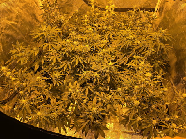 3rd Auto Grow — flower, day 64
