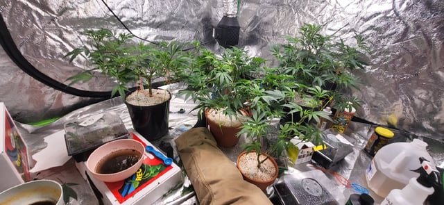 1st grow indoors(cardboard box to 2x2x4 to 5x5x6) — vegetative, day 56