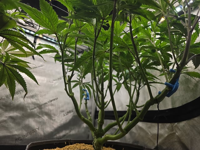 Strawberry Sugar  — flower, day 60