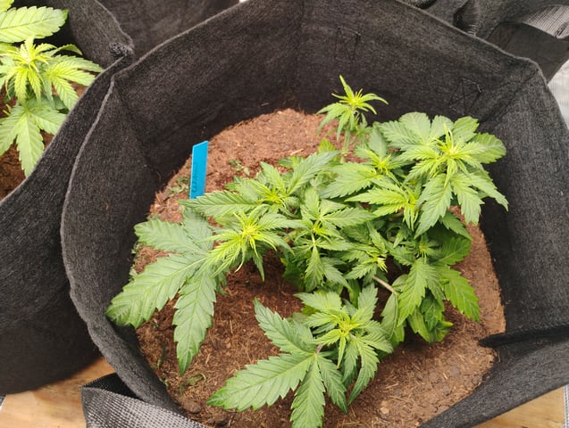 White Widow  — grow_setup, day 1