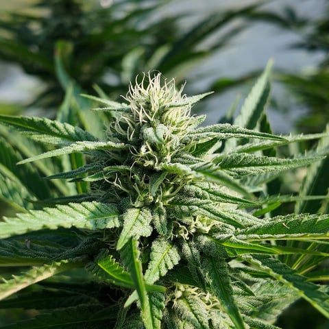 BlackBerry Moonrocks  — flower, day 43