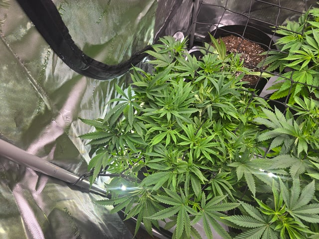 Purple Haze  — vegetative, day 41