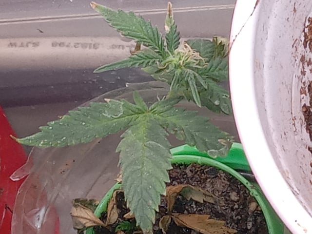 closet grow for veg with a.c infinity air intake fan .With no carbon filter just suction,and spider farmer sf 7000.Then a spider farmer sf tent 4×4×6.5with a G1500 l.e.d from spiderfarmer and spider farmer 6inch clip oscalating fan. — flower, day 47