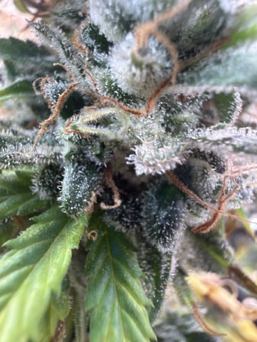 Green Crack — flower, day 45