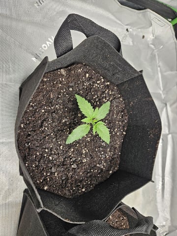 Bruce Banner #4  — seedling_rooting, day 21