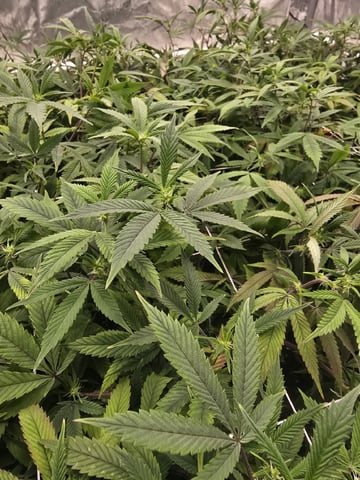 Dante's Inferno Rerun — flower, day 118