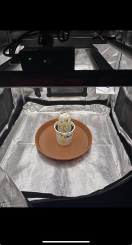 tropical cookies x grandpas cookies #10 — germination, day 3