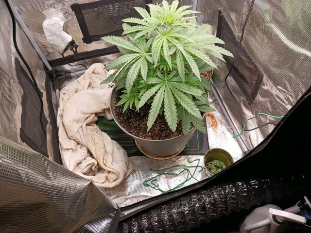 4th grow  — flower, day 156