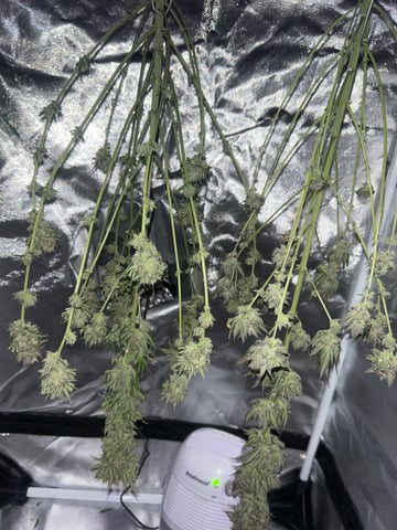 unknown strain 1st grow — harvest, day 118
