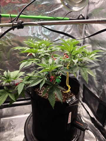 Divine Gelato 3 x Blue Zushi x 44 Photo — flower, day 41