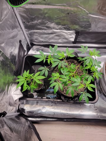Grow — vegetative, day 7