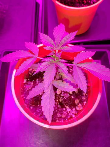 Gorilla Faster  — vegetative, day 18