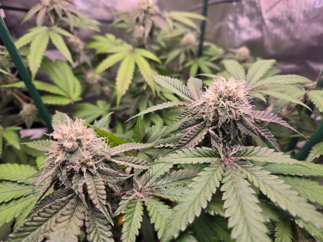 Looking for advice! — flower, day 79
