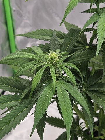 Gorilla Z auto — flower, day 64