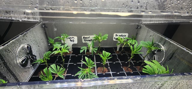 Orange cream pop and sour strawberry