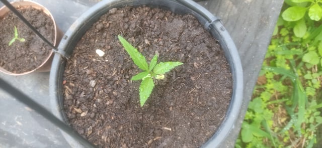 Prentwins — vegetative, day 13