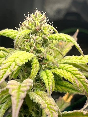 Humboldt Chicken N Wafflez — flower, day 77