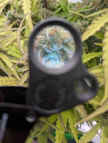 Titan F1 grow  — flower, day 76