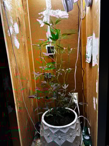 Triple Cake  — flower, day 31