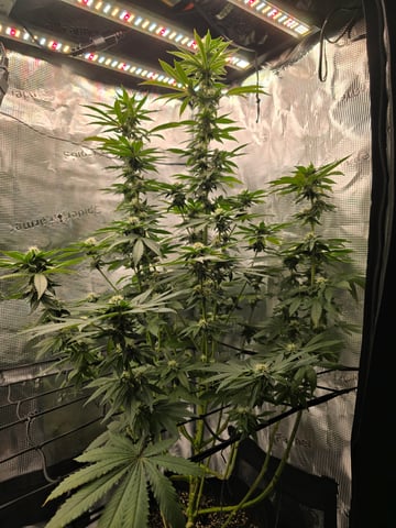 Northern lights #10 2nd plant (Selkies) — flower, day 69