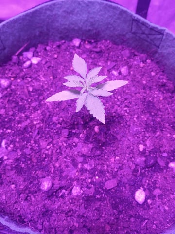 First autos  — seedling_rooting, day 15