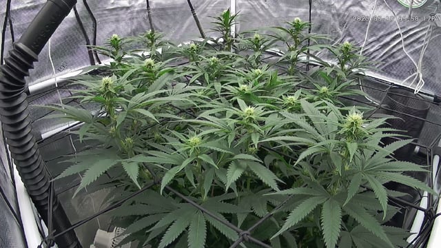 FastBuds Photo-Lemon Mandarin  — flower, day 101