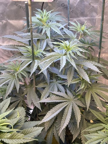 Fuel D OG  — vegetative, day 1